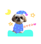 シーズー犬 みなみちゃん（個別スタンプ：11）