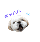 シーズー犬 みなみちゃん（個別スタンプ：12）