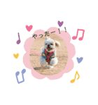 シーズー犬 みなみちゃん（個別スタンプ：15）