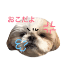 シーズー犬 みなみちゃん（個別スタンプ：16）