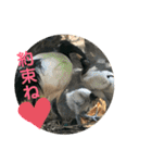 〜愛たっぷりの日常会話〜どうぶつ編④（個別スタンプ：5）