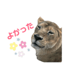 〜愛たっぷりの日常会話〜どうぶつ編④（個別スタンプ：12）