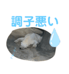 〜愛たっぷりの日常会話〜どうぶつ編④（個別スタンプ：13）
