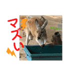 〜愛たっぷりの日常会話〜どうぶつ編④（個別スタンプ：16）