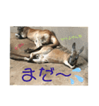 〜愛たっぷりの日常会話〜どうぶつ編④（個別スタンプ：22）