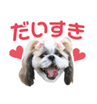 シーズー小豆 6（個別スタンプ：1）