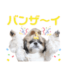 シーズー小豆 6（個別スタンプ：3）
