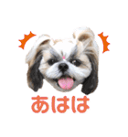 シーズー小豆 6（個別スタンプ：4）