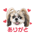 シーズー小豆 6（個別スタンプ：6）