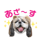 シーズー小豆 6（個別スタンプ：7）