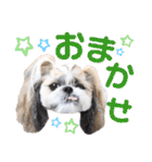 シーズー小豆 6（個別スタンプ：9）