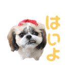 シーズー小豆 6（個別スタンプ：11）