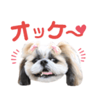 シーズー小豆 6（個別スタンプ：12）