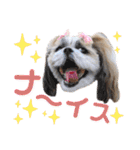 シーズー小豆 6（個別スタンプ：14）
