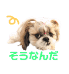 シーズー小豆 6（個別スタンプ：18）