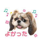シーズー小豆 6（個別スタンプ：19）