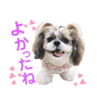 シーズー小豆 6（個別スタンプ：20）