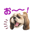 シーズー小豆 6（個別スタンプ：26）