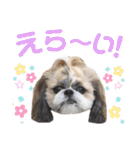 シーズー小豆 6（個別スタンプ：27）
