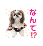 シーズー小豆 6（個別スタンプ：30）