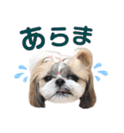 シーズー小豆 6（個別スタンプ：31）