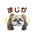 シーズー小豆 6（個別スタンプ：32）