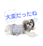 シーズー小豆 6（個別スタンプ：35）