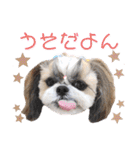 シーズー小豆 6（個別スタンプ：36）
