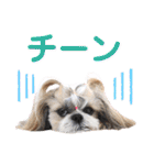 シーズー小豆 6（個別スタンプ：38）