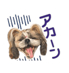 シーズー小豆 6（個別スタンプ：39）