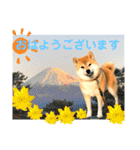 柴犬ぎんのスタンプ3〜もっと日常会話〜（個別スタンプ：1）