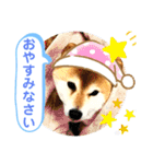 柴犬ぎんのスタンプ3〜もっと日常会話〜（個別スタンプ：3）