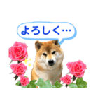 柴犬ぎんのスタンプ3〜もっと日常会話〜（個別スタンプ：4）