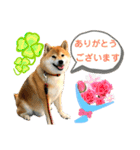柴犬ぎんのスタンプ3〜もっと日常会話〜（個別スタンプ：5）