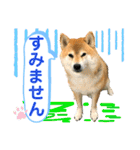 柴犬ぎんのスタンプ3〜もっと日常会話〜（個別スタンプ：6）