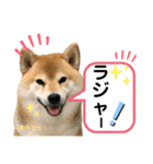 柴犬ぎんのスタンプ3〜もっと日常会話〜（個別スタンプ：8）