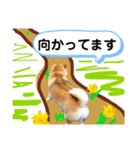 柴犬ぎんのスタンプ3〜もっと日常会話〜（個別スタンプ：9）