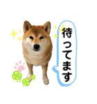 柴犬ぎんのスタンプ3〜もっと日常会話〜（個別スタンプ：10）