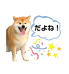 柴犬ぎんのスタンプ3〜もっと日常会話〜（個別スタンプ：12）