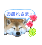 柴犬ぎんのスタンプ3〜もっと日常会話〜（個別スタンプ：13）