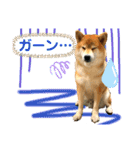 柴犬ぎんのスタンプ3〜もっと日常会話〜（個別スタンプ：14）