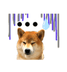 柴犬ぎんのスタンプ3〜もっと日常会話〜（個別スタンプ：16）