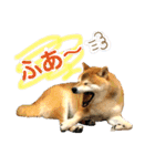 柴犬ぎんのスタンプ3〜もっと日常会話〜（個別スタンプ：17）