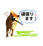 柴犬ぎんのスタンプ3〜もっと日常会話〜（個別スタンプ：18）