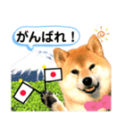 柴犬ぎんのスタンプ3〜もっと日常会話〜（個別スタンプ：19）
