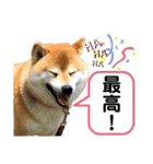 柴犬ぎんのスタンプ3〜もっと日常会話〜（個別スタンプ：20）
