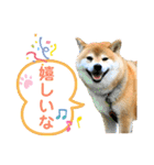 柴犬ぎんのスタンプ3〜もっと日常会話〜（個別スタンプ：22）