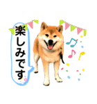 柴犬ぎんのスタンプ3〜もっと日常会話〜（個別スタンプ：23）