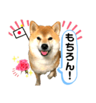 柴犬ぎんのスタンプ3〜もっと日常会話〜（個別スタンプ：24）