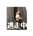 ムギちゃんの過ごす日々（個別スタンプ：7）